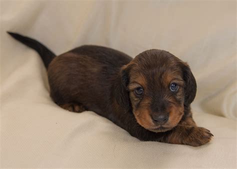 Miniature dachshund puppies near me - Dachshund Puppies. Males / Females Available. 4 weeks old. Elam Stoltzfus. Christiana, PA 17509. New! AKC PuppyVisor™. Hire AKC PuppyVisor to guide you through the puppy finding journey. 
